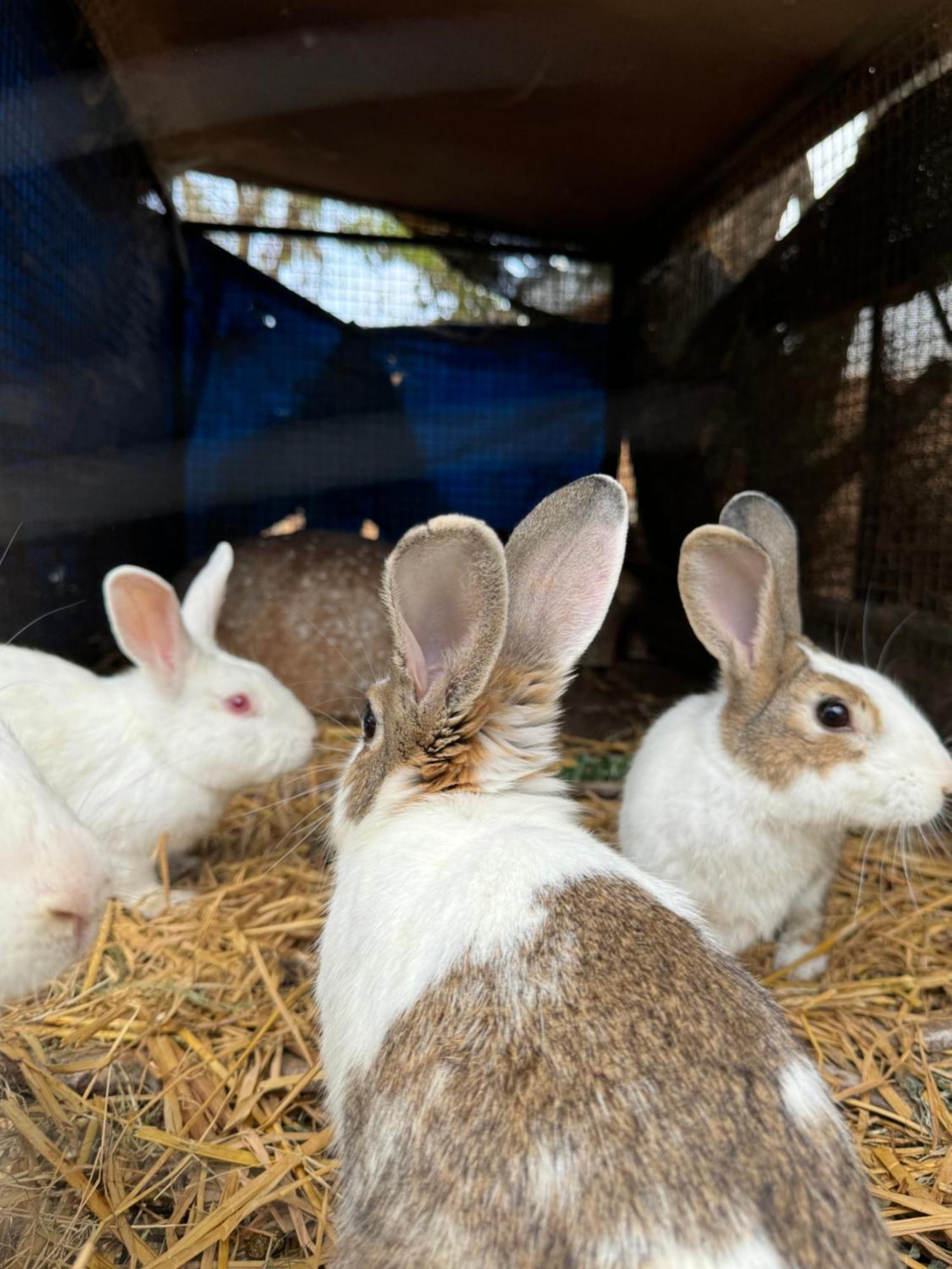 העיר בנגלור Chikoo Farm Inn מראה חיצוני תמונה