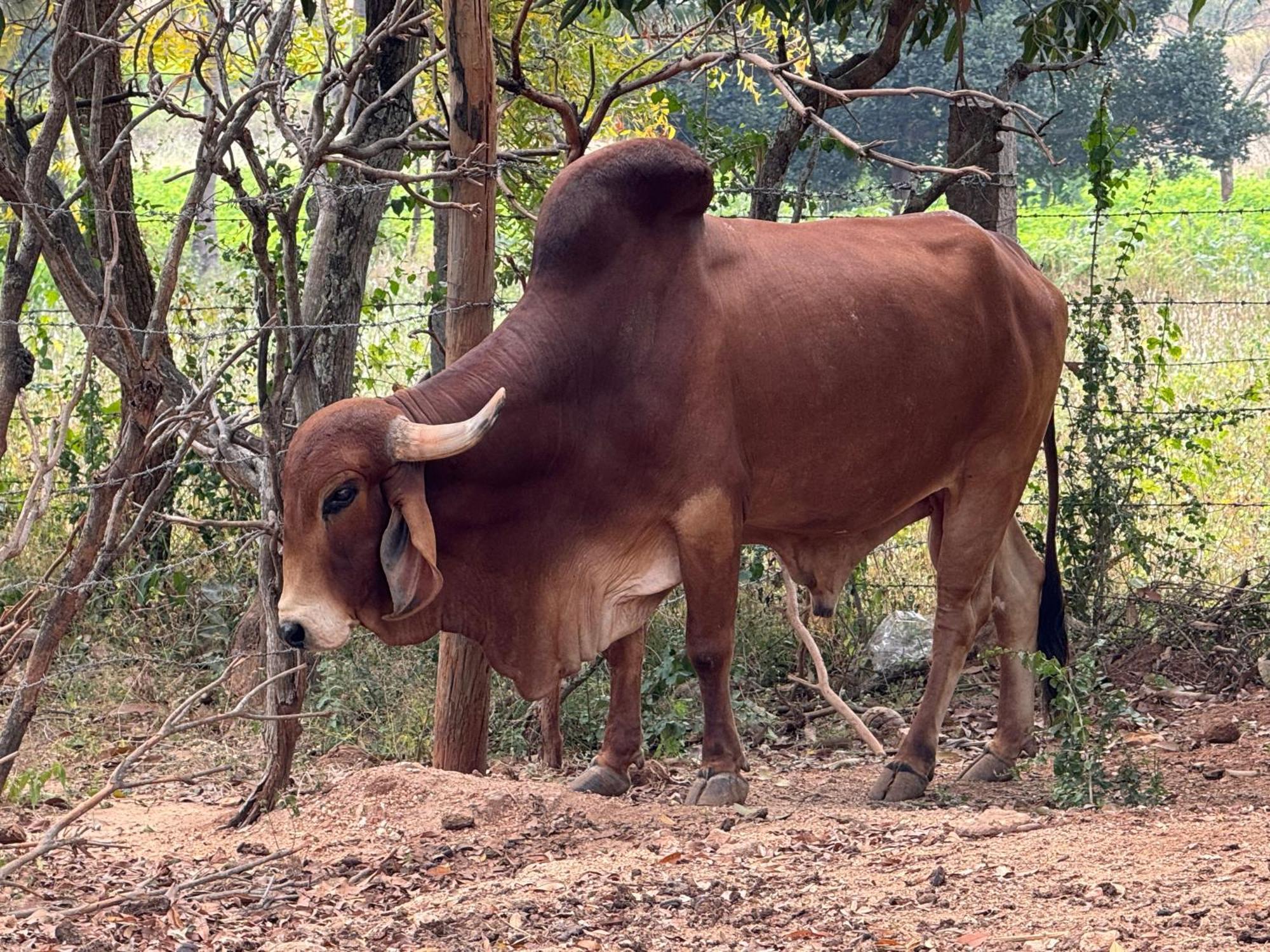 העיר בנגלור Chikoo Farm Inn מראה חיצוני תמונה