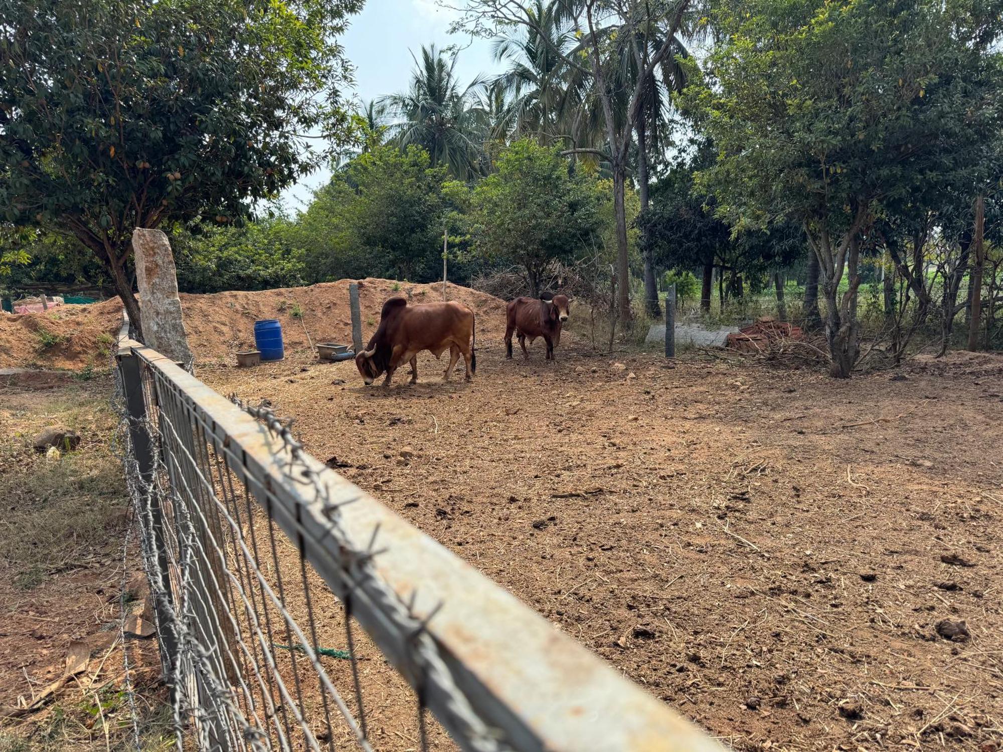 העיר בנגלור Chikoo Farm Inn מראה חיצוני תמונה