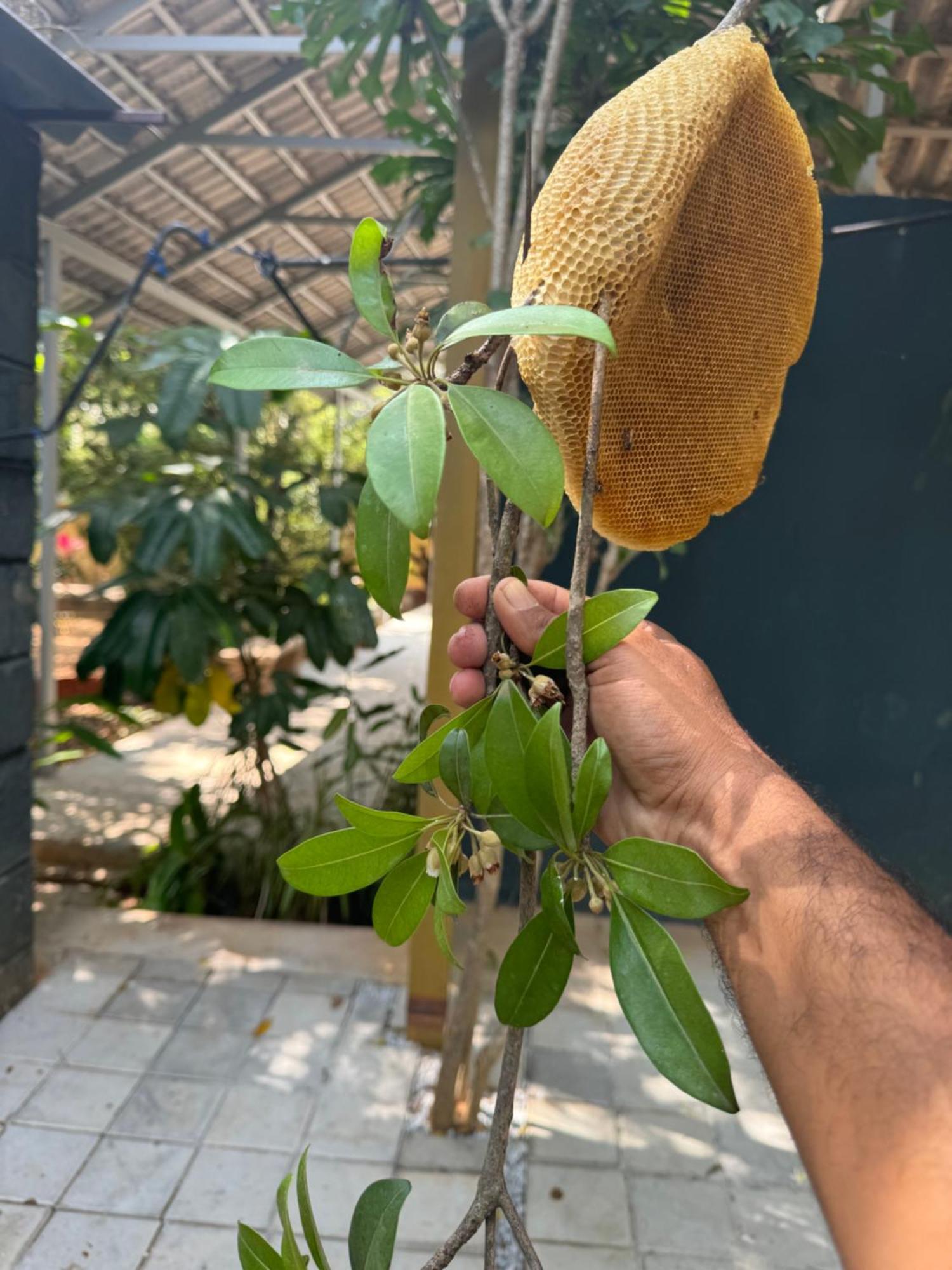 העיר בנגלור Chikoo Farm Inn מראה חיצוני תמונה